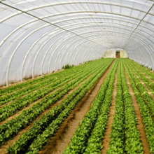 Creazione e manutenzione giardini